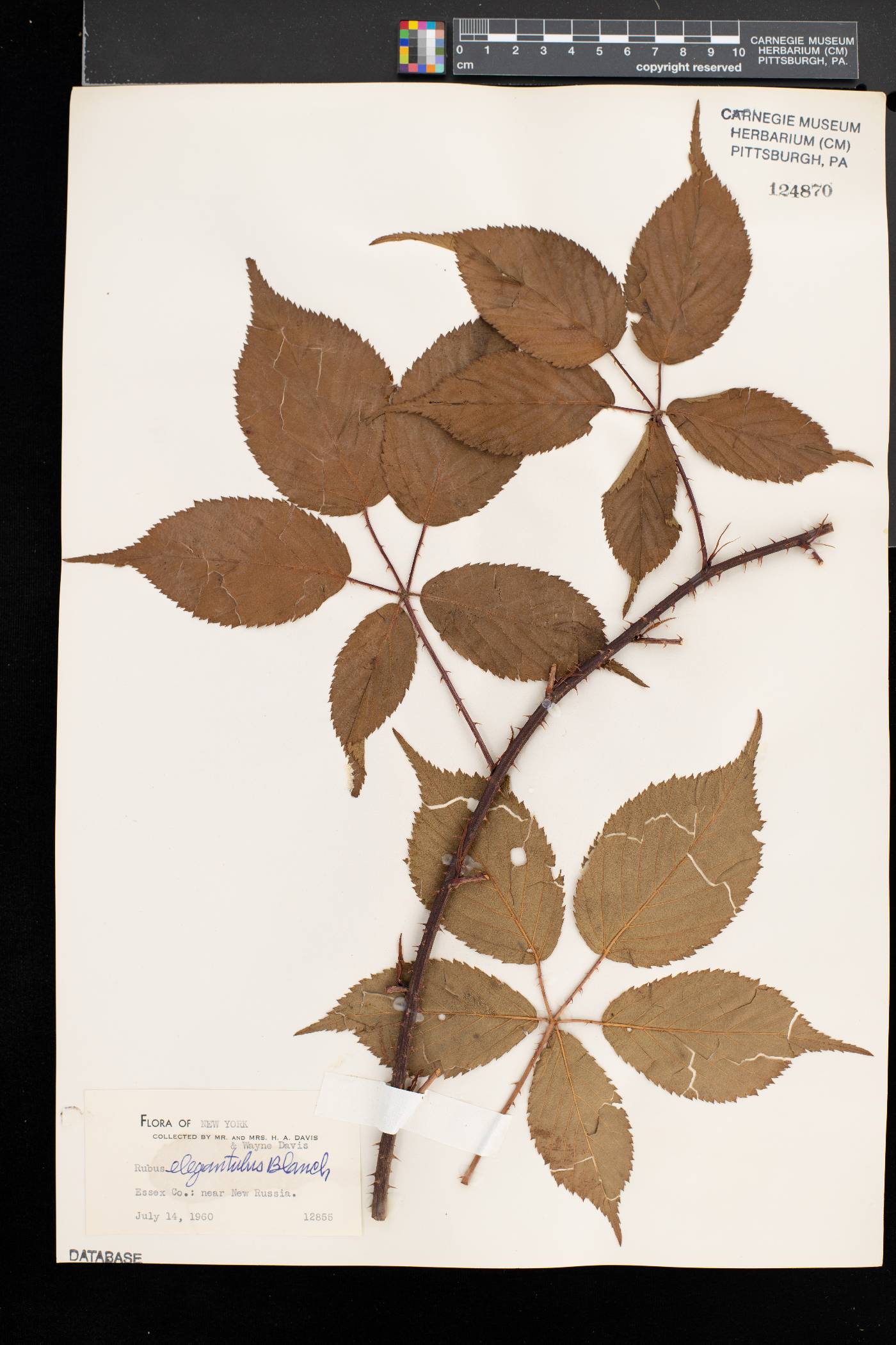 Rubus elegantulus image