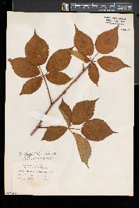 Rubus elegantulus image