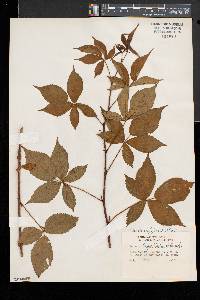 Rubus elegantulus image