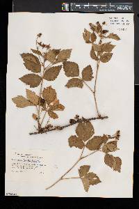 Rubus roribaccus image