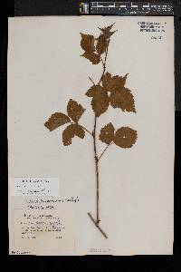 Rubus curtipes image