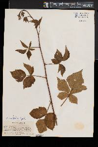 Rubus roribaccus image