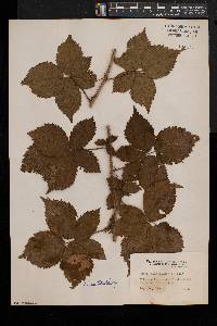 Rubus multifer image