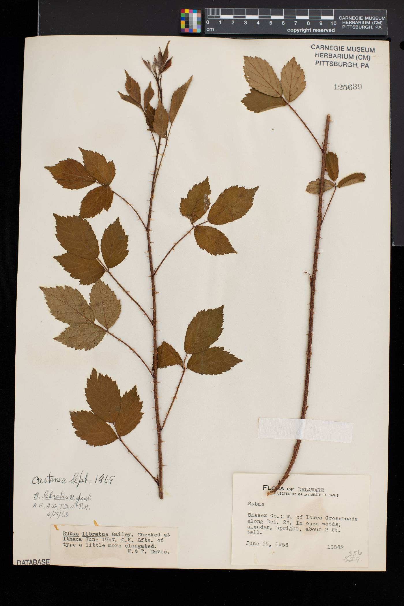 Rubus rosarius image