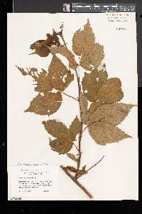 Rubus canadensis image