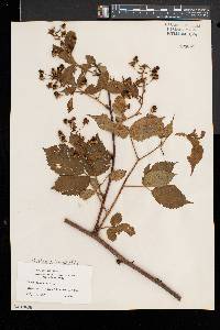 Rubus canadensis image