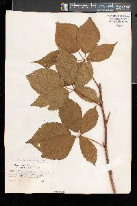 Rubus elegantulus image