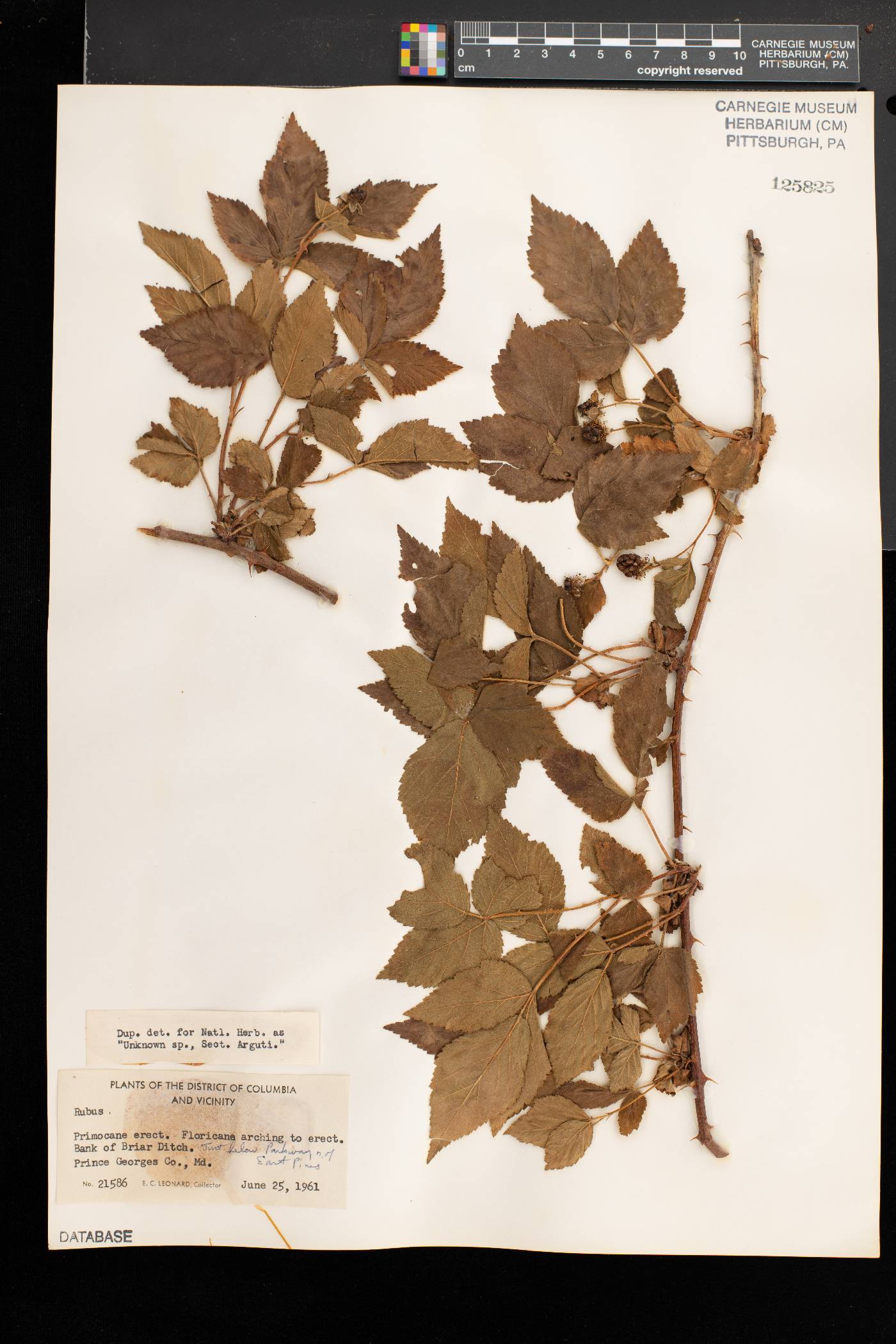 Rubus immanis image