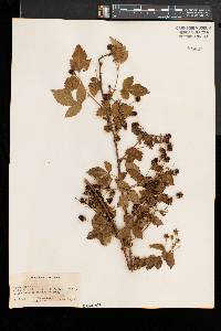 Rubus immanis image