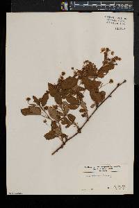 Rubus dissimilis image