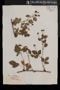 Rubus fecundus image