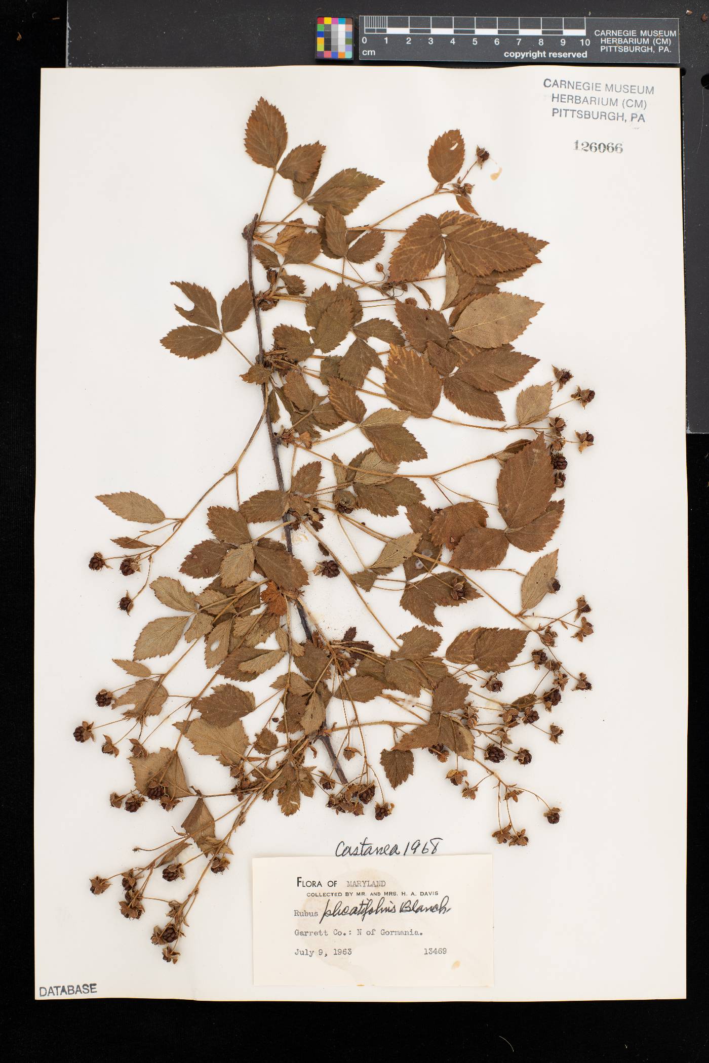 Rubus heterophyllus image