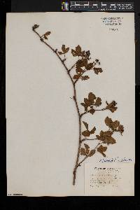 Rubus heterophyllus image