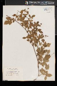 Rubus enslenii image