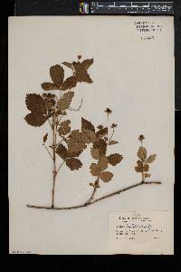 Rubus fecundus image