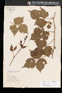 Rubus flagellaris image