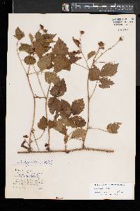 Rubus flagellaris image