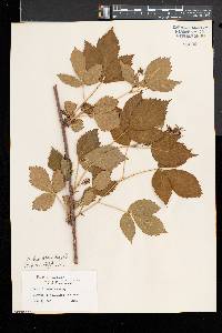 Rubus frondosus image