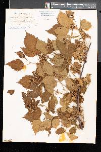 Rubus frondosus image