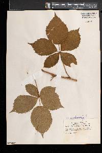 Rubus frondosus image