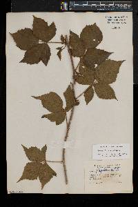 Rubus flagellaris image