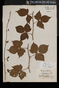 Rubus flagellaris image