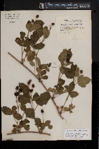 Rubus roribaccus image