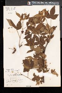 Rubus flavinanus image