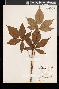 Rubus flavinanus image
