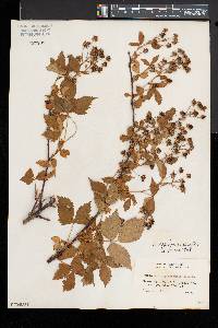 Rubus regionalis image