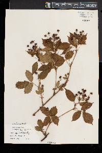 Rubus regionalis image