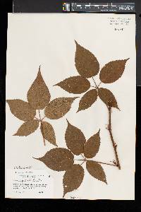 Rubus regionalis image