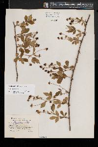 Rubus flagellaris image