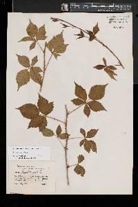 Rubus flagellaris image