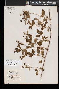 Rubus flagellaris image