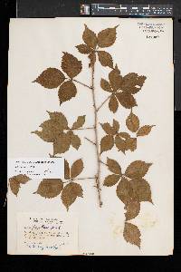 Rubus flagellaris image