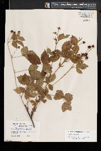 Rubus flagellaris image