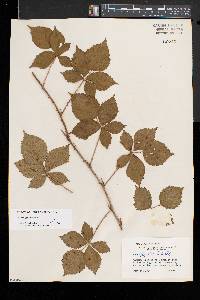 Rubus flagellaris image