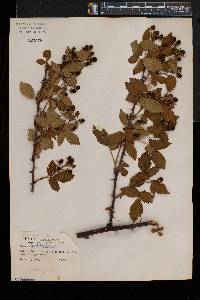 Rubus laudatus image