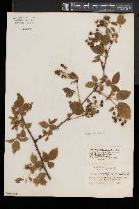 Image of Rubus schoolcraftianus