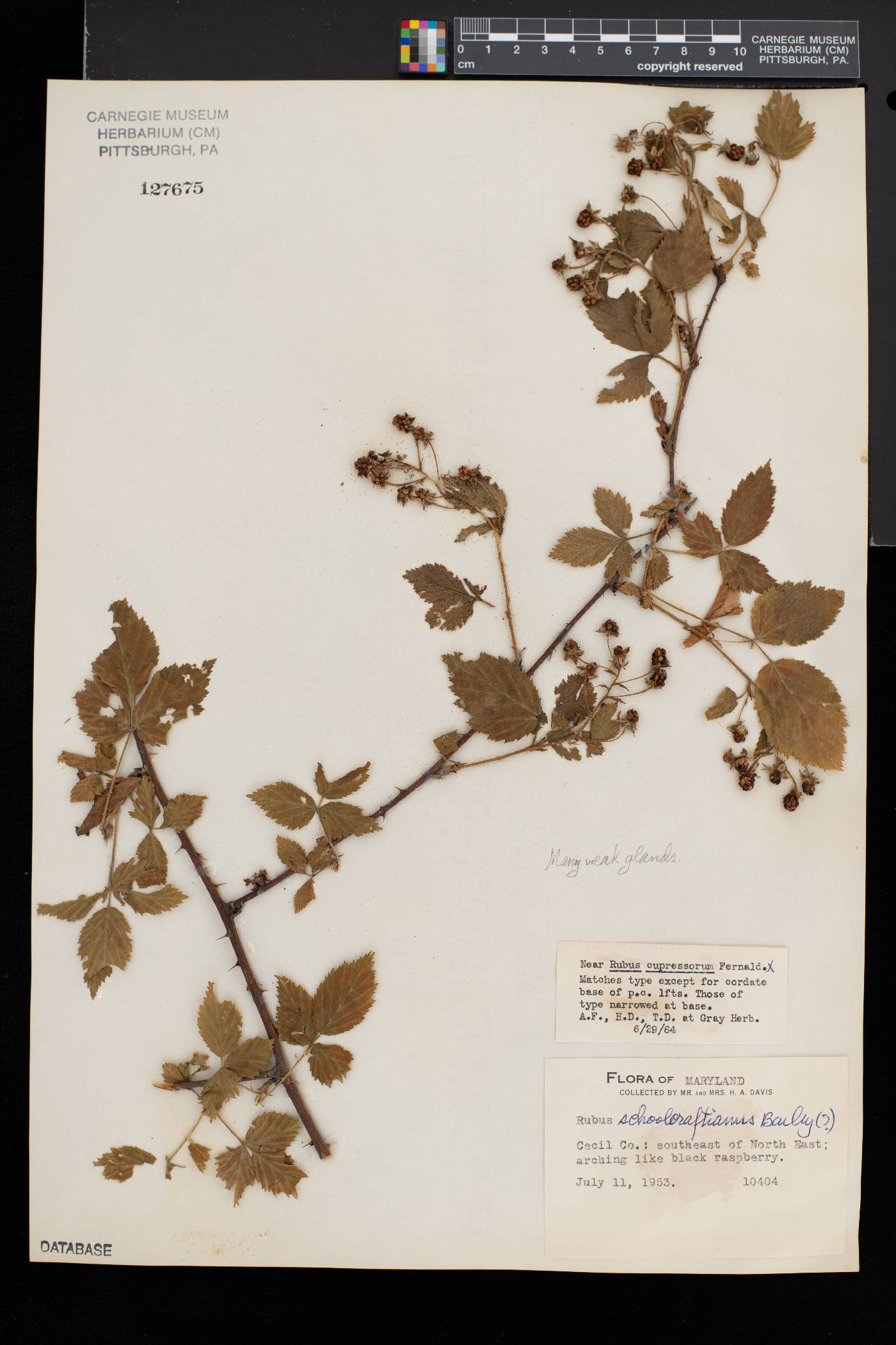 Rubus schoolcraftianus image