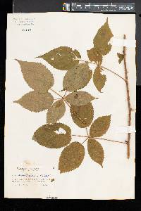 Rubus schoolcraftianus image