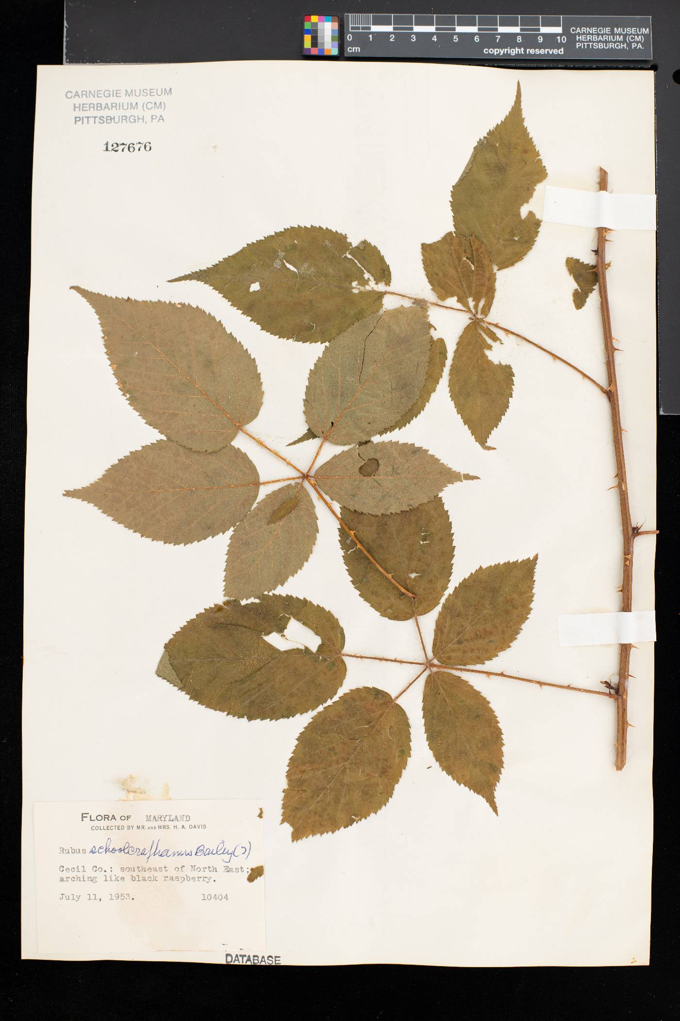 Rubus schoolcraftianus image