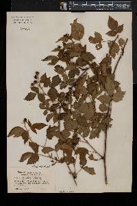Rubus exsularis image