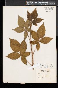 Rubus frondosus image