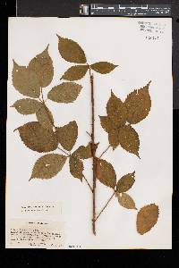 Rubus frondosus image