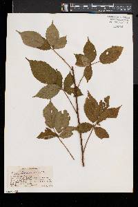 Rubus frondosus image