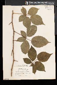 Rubus frondosus image