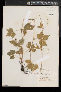 Rubus pubescens image