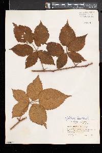 Rubus frondosus image